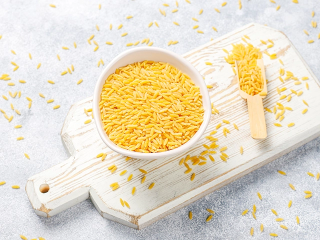 What is Golden Rice?